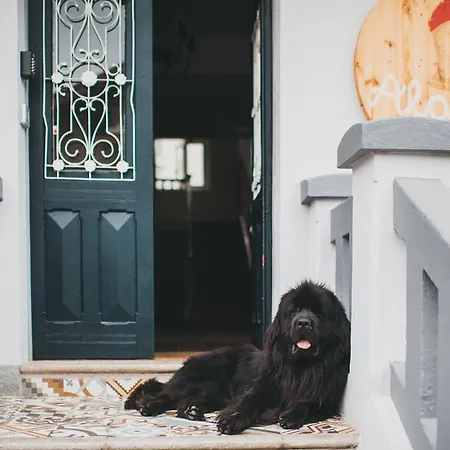 Alamar House Vandrarhem *